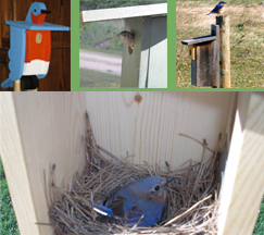 Bluebird nesting boxes